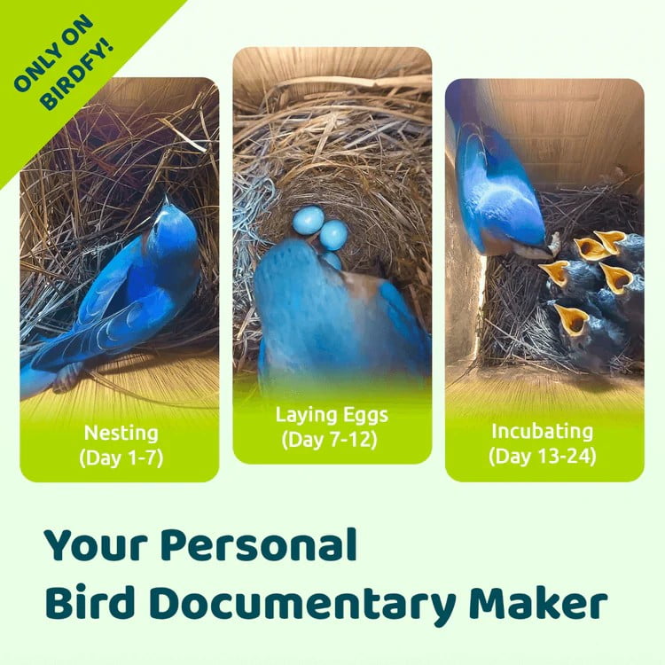 Birdfy Smart Bird Houses for Outside Solar Powered, 1080P HD Live View Bird House with Camera, Perfect Viewing Bird Nesting and Hatching, Bird Feeder with Camera for Most Birds