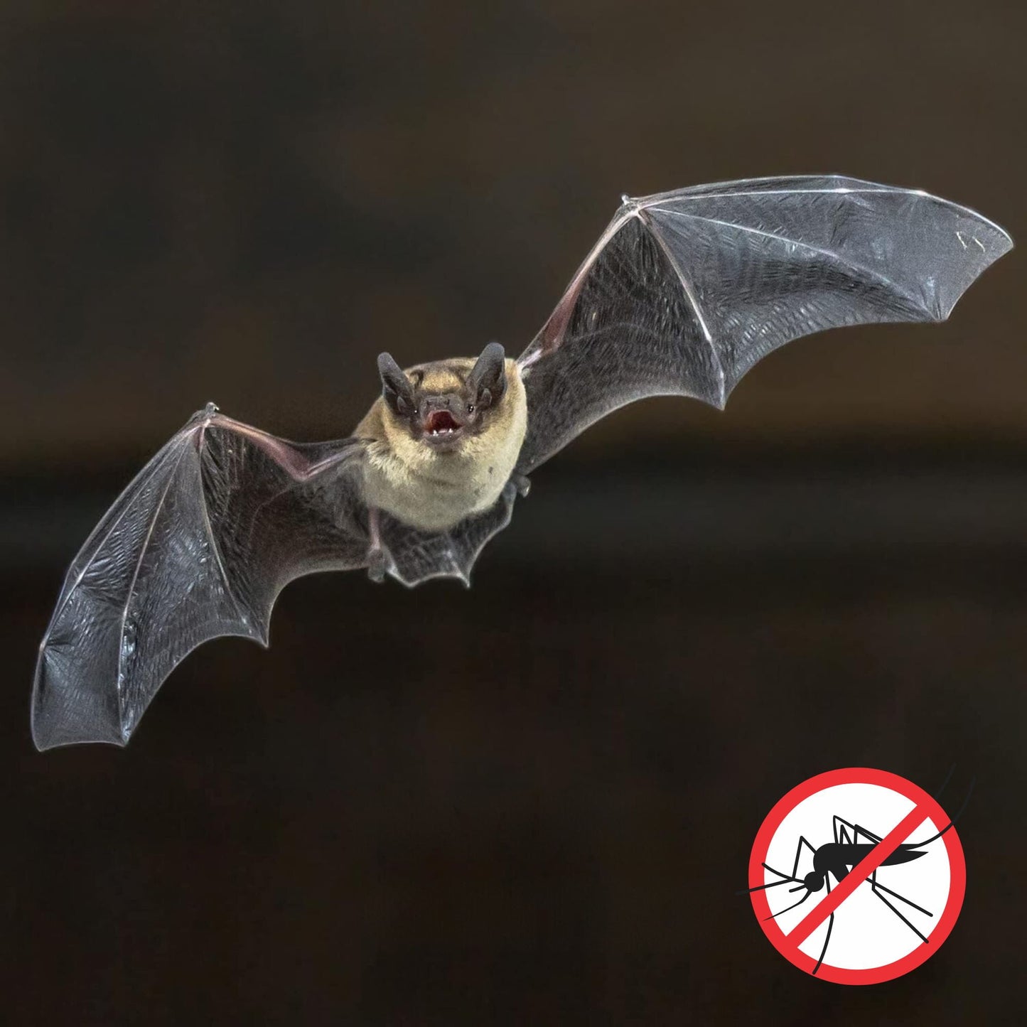 Uncle Dunkels All-Natural Bat-Nip’ Pheromone Spray; 4 Fluid Ounces Bat House Attractant Spray