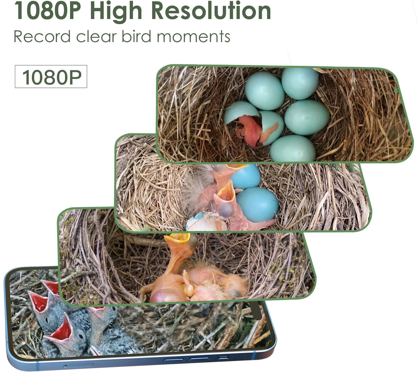 Birdkiss Smart Bird Houses for Outside Solar Powered, 1080P HD Live View Bird House with Camera, Perfect Viewing Bird Nesting and Hatching, Ideal Outdoors Bird House, Green