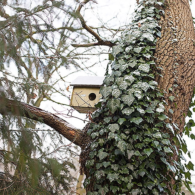Esschert Design USA WA10 Wooden Squirrel House