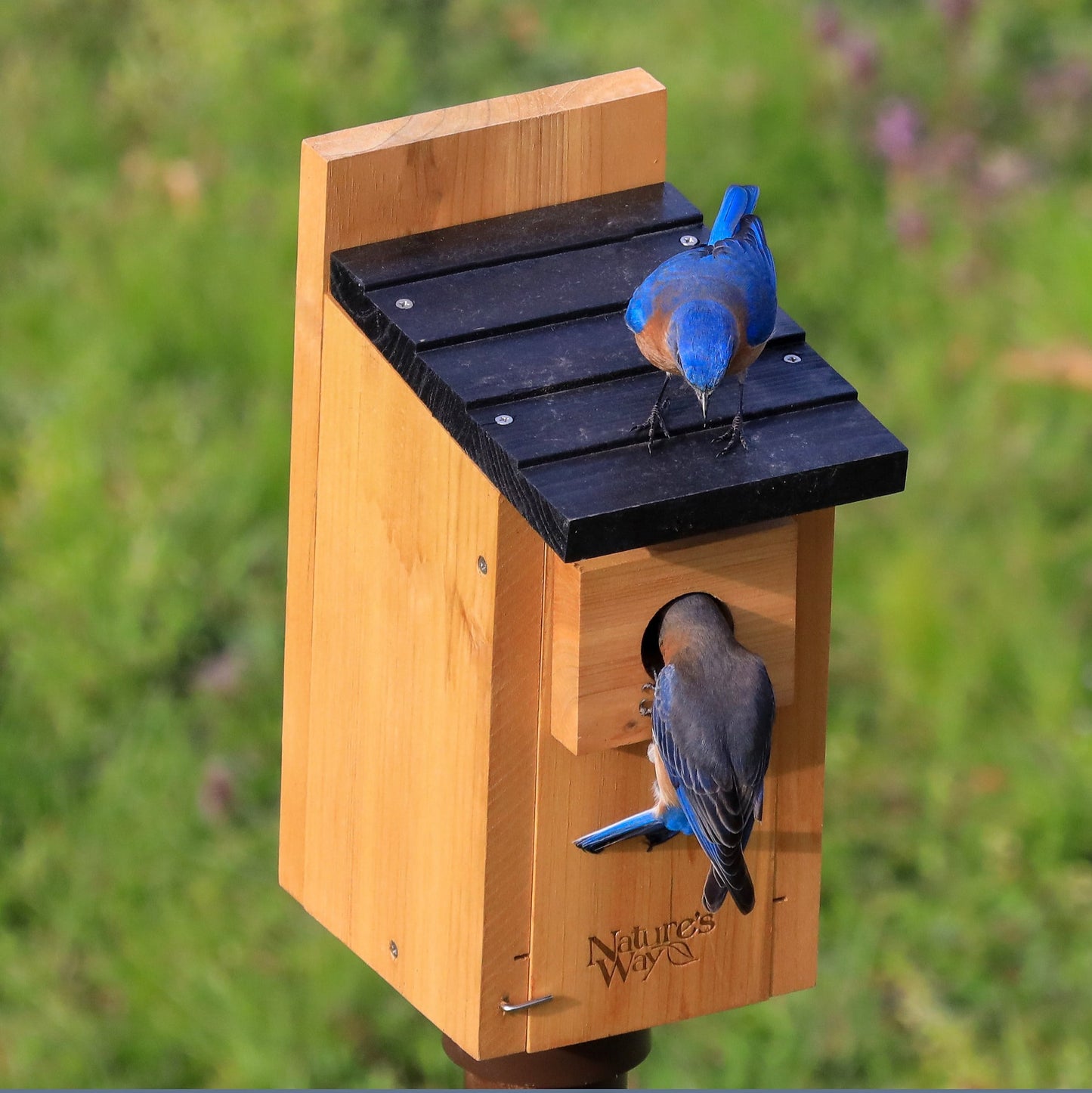 Nature's Way Cedar Bluebird House, Brown
