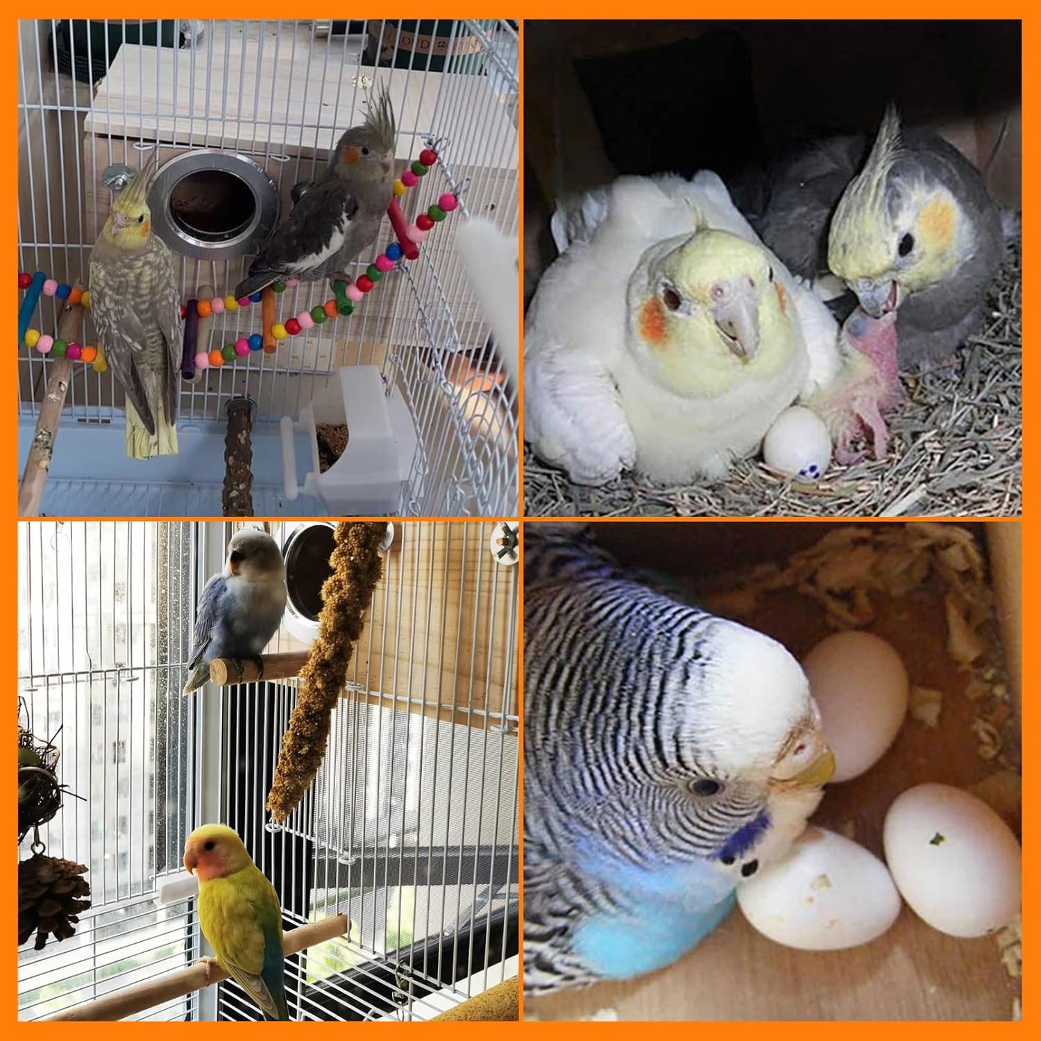 Parakeet Nest Box Budgie Nesting House Cockatiel Breeding Parrots Mating Box for Lovebirds Large and Medium-Sized Birds (XL)