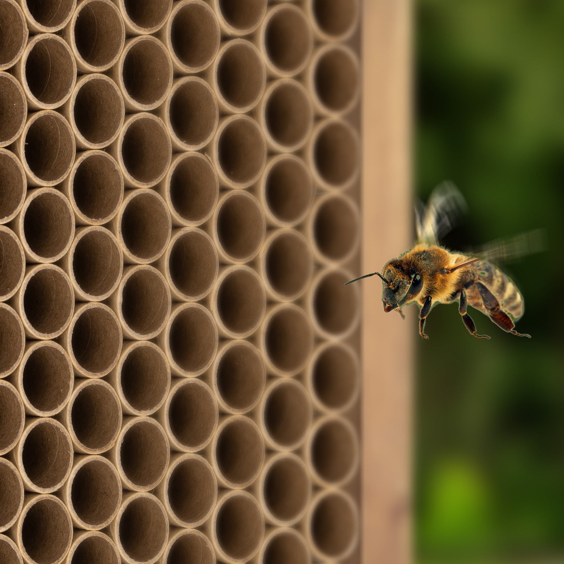 Navaris Cardboard Bee Nesting Tubes (Pack of 200) - 6" Long x 5/16" Diameter Tube for Mason Solitary Bees - For Filling Insect Hotels and Bug Houses