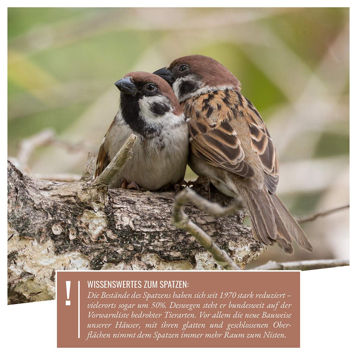 Wildtier Herz Sparrow Nest Box - Nabu Standards - 42cm X 32.5cm X 17cm Bird Sparrow Colony Weatherproof, Made from Untreated Fsc Wood, Bird Box, Nest Box, Sparrow Bird Nesting Box for Garden