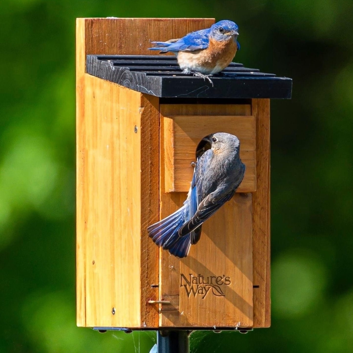 Nature's Way Cedar Bluebird House, Brown